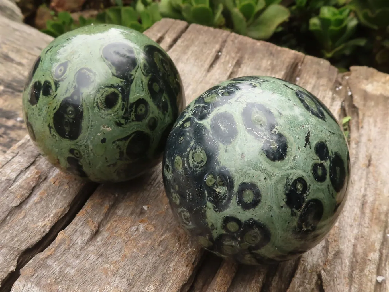 Polished Stromatolite / Kambamba Jasper Spheres  x 2 From Madagascar