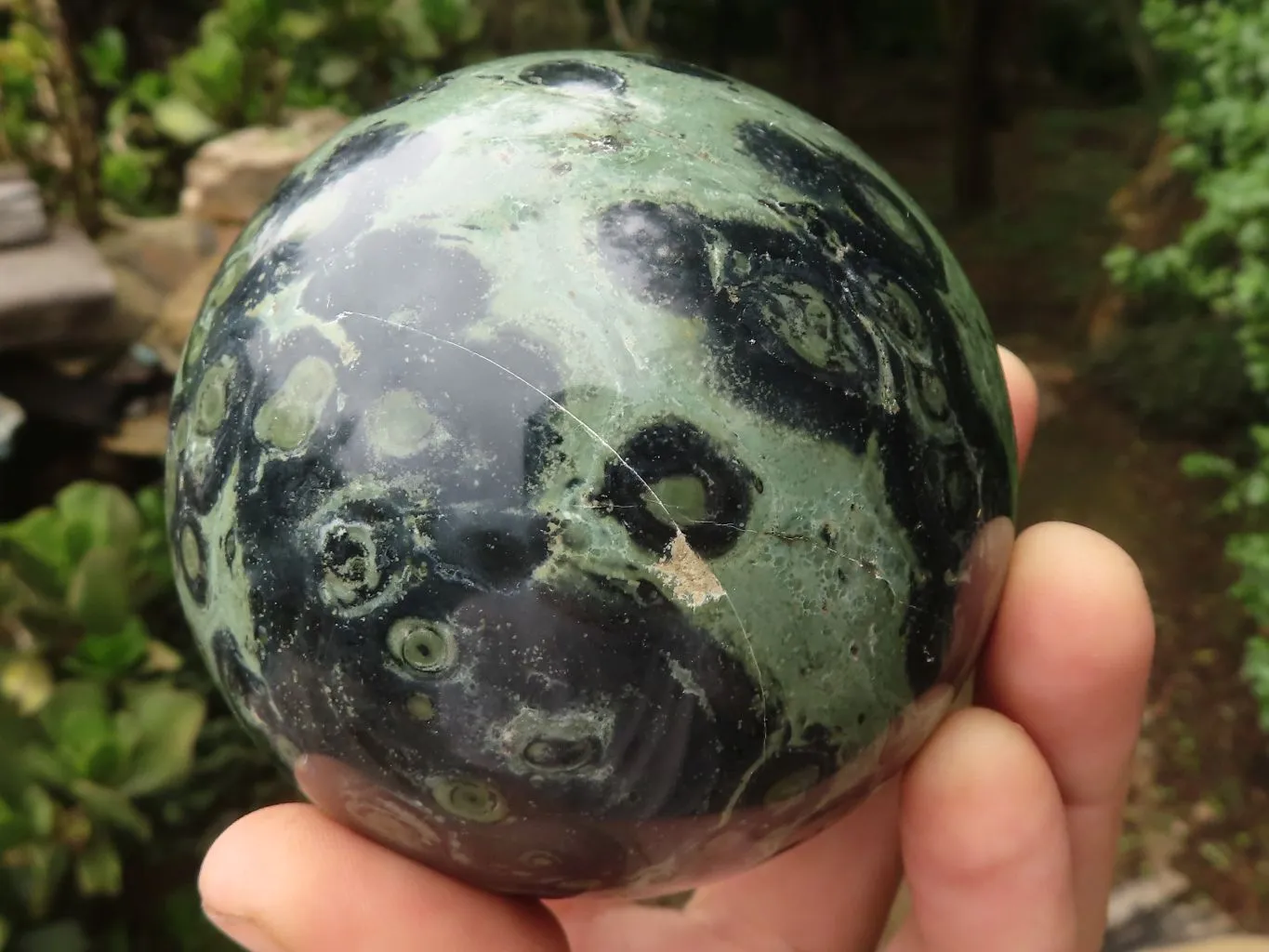 Polished Stromatolite / Kambamba Jasper Spheres  x 2 From Madagascar