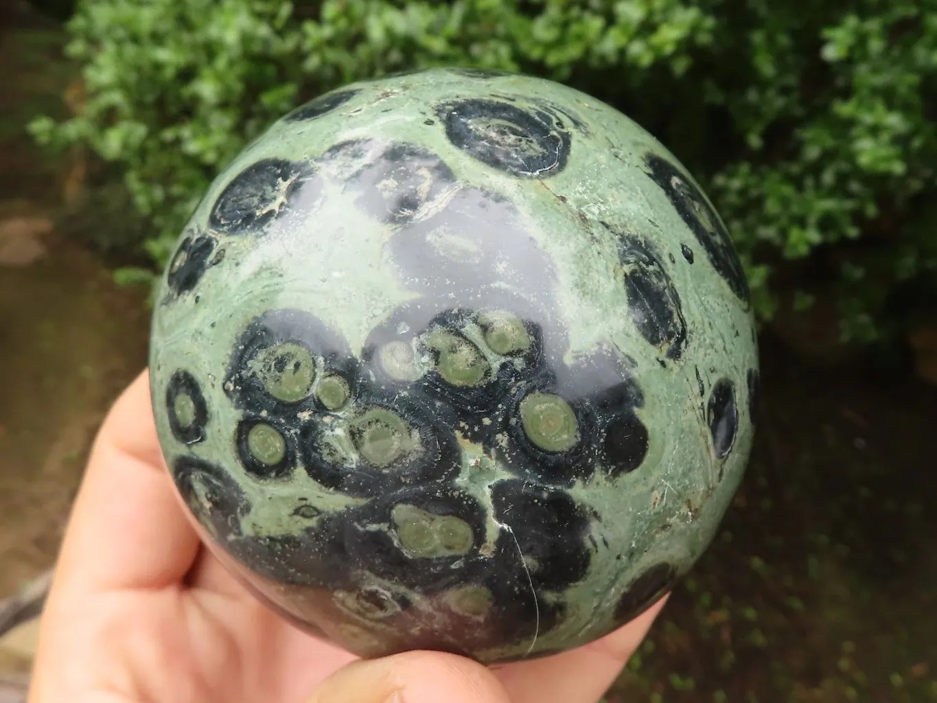 Polished Stromatolite / Kambamba Jasper Spheres  x 2 From Madagascar