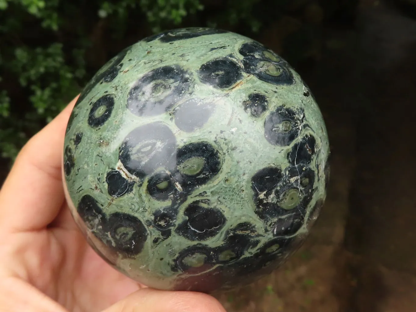 Polished Stromatolite / Kambamba Jasper Spheres  x 2 From Madagascar