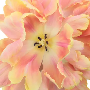 Salmon Parrot Novelty Tulips