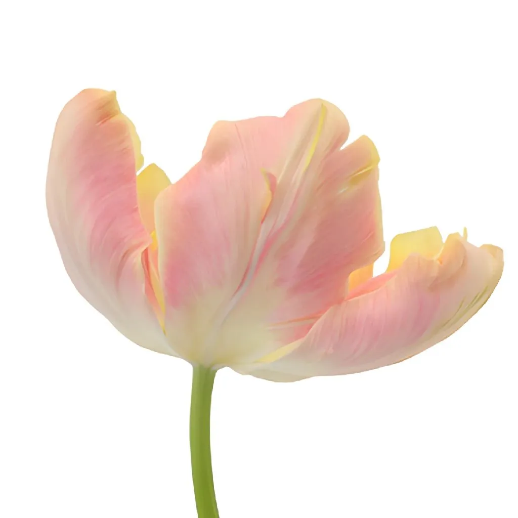 Salmon Parrot Novelty Tulips