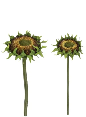 Sunflower Bud Stems